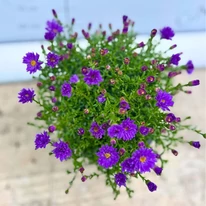 Tufa sănătoasă și ramificată de aster pitic violet din pepiniera noastră.