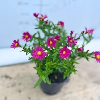 Dimensiunea tufei de Aster pitic roz.