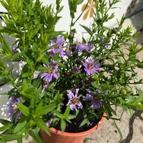 Aspectul steluței de toamnă Wood's Purple în luna iulie. 