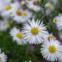 Aster ageratoides Starshine - Steluța de toamnă