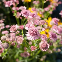 Astrantia Magical Melinda este o alegere excelentă pentru părțile semiumbrite ale grădinii. 