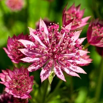 Florile de culoare roz-alb de Astratia major Roma. 