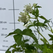 Florile și frunzele șteviei de munte, de aproape. 