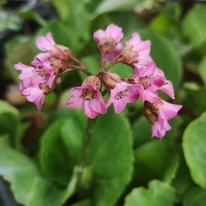 Bergenia cordifolia în luna aprilie în pepiniera noastră. 