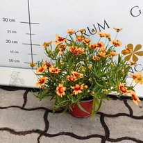 Înflorirea estivală a Coreopsis Li'l Bang Daybreak cu creștere stufoasă.
