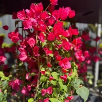 Florile Bougainville disponibile în gama noastră.