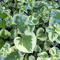 Brunnera sp.