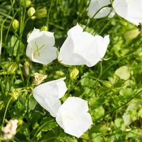 Florile albe, în formă de pâlnie, ale clopoțelului alb Campanula persicifolia Takion White.