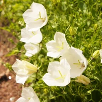 Clopoțelul Campanula persicifolia Takion White înflorește vara. 