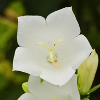 Imagine de aproape cu floarea clopoțelului alb Campanula persicifolia Takion White.