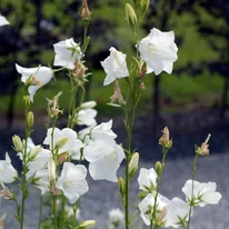 Clopoțelul alb Campanula persicifolia Takion White își înalță florile delicate pe tulpini lungi