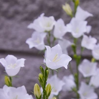 Campanula persicifolia Takion White înflorește pe tot parcursul verii. 
