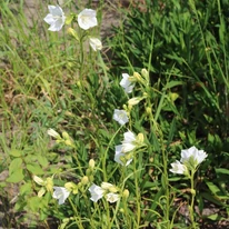 Campanula persicifolia Takion White într-o grădină. 