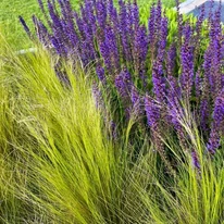 Stipa Pony Tails și Salvia nemorosa Caradonna plantate împreună.