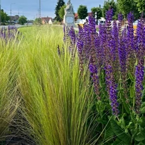 Plantele perene colorate devin și mai evidente în compania ierbii ornamentale Stipa Pony Tails. 