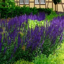 Salvia nemorosa Caradonna - Salvie ornamentală
