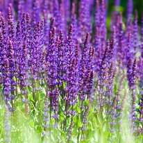 Salvia nemorosa Caradonna - Salvie ornamentală