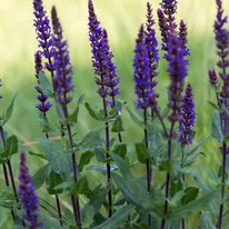 Salvia nemorosa Caradonna - Salvie ornamentală