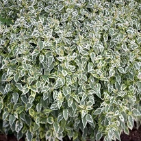 Caryopteris x clandonensis Summer Sorbet decorează cu fruniș colorat. 