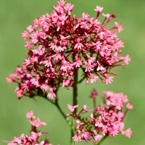 Centranthus ruber Coccineus - Valeriană roșie