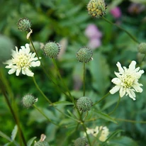 Cephalaria gigantea - Cephalaria uriașă