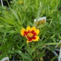 Coreopsis Li'l Daybreak în aprilie în centrul nostru de grădinărit.