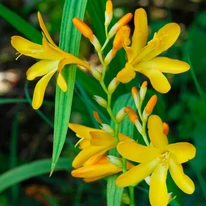 Crocosmia cu flori viu colorate. 