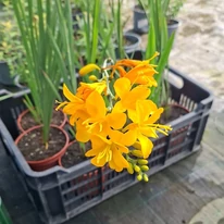 Crocosmia în timpul înfloririi în pepiniera noastră în luna septembrie. 