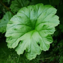 Darmera peltata K2 - Umbreluță