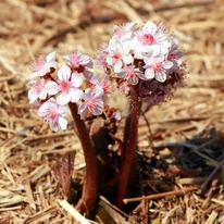 Darmera peltata K2 - Umbreluță