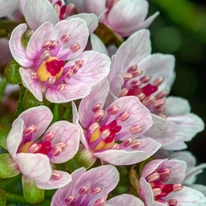 Darmera peltata K2 - Umbreluță
