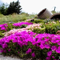 Floarea de cristal Delosperma cooperi, plantă perenă cu înflorire îndelungată, ideală ca plantă de bordură.