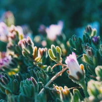 Delosperma cooperi decorează grădina nu doar prin florile sale spectaculoase, ci și prin frunzele sale suculente, cu un aspect deosebit.