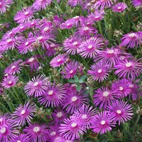Vara, floarea de cristal formează un adevărat covor de flori, fiind o excelentă plantă acoperitoare de sol.