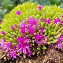 Delosperma spalmanthoides Aurea – floare de cristal cu frunziș galben-auriu.