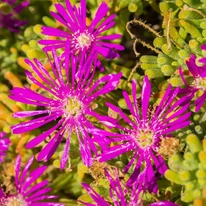 Florile purpurii ale Delosperma spalmanthoides Aurea.