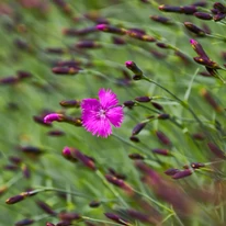 Dianthus carthusianorum CS9 - Garofiță