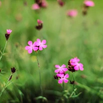 Dianthus carthusianorum CS9 - Garofiță