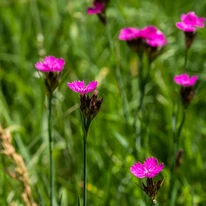 Dianthus carthusianorum CS9 - Garofiță