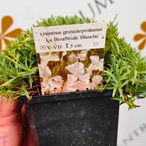 Garofiță albă disponibilă în oferta noastră.