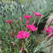 Înfloresc garofițele cu flori roz în aprilie în pepiniera noastră.