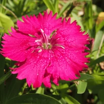 Florile garofiței înveselsc orice strat. 