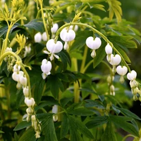 Priveliștea oferită de florile cerceii doamnei, legănându-se pe tulpina florală. 