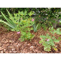 Dicentra spectabilis roz plantat într-un strat de flori. 