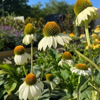 Echinacee albă la începutul lunii august în grădina noastră.