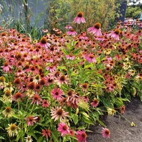 Un adevărat ocean de flori este creat de stratul plantat cu Echinacea de culori mixte.