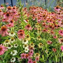 Înflorirea de august a plantelor perene Echinacea cu flori de culori mixte.