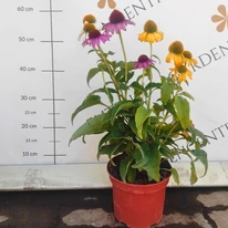 Echinacea purpurea Mix XL - Echinaceea