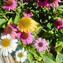 Echinacea purpurea Mix XL - Echinaceea