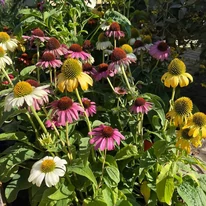 Echinacea purpurea Mix XL - Echinaceea